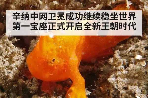 辛纳中网卫冕成功继续稳坐世界第一宝座正式开启全新王朝时代